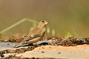  verderón europeo o verderón común​ (Chloris chloris)​