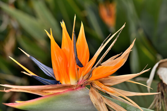 ave del paraiso (strelitzia reginae) 