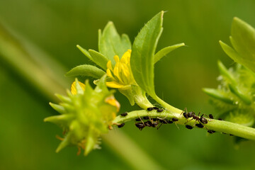hormigas ordeñando la melaza de los pulgones