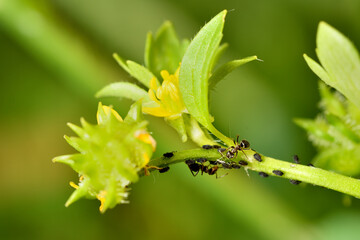 hormigas ordeñando la melaza de los pulgones