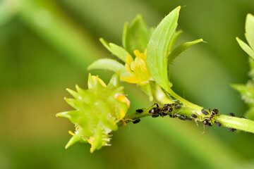 hormigas ordeñando la melaza de los pulgones