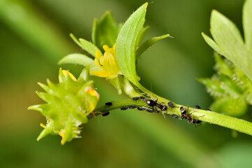 hormigas ordeñando la melaza de los pulgones