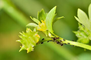 hormigas ordeñando la melaza de los pulgones