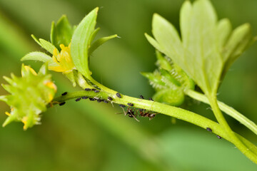 hormigas ordeñando la melaza de los pulgones