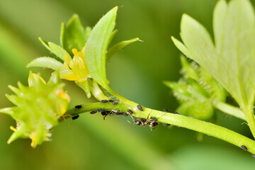 hormigas recolectando la melaza de los pulgones