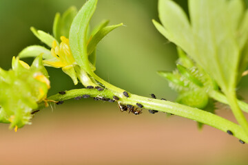 hormigas recolectando la melaza de los pulgones