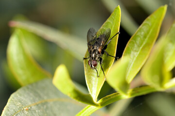 mosca doméstica o común (Musca domestica) bebiendo las gotas del rocío de una hoja 