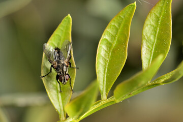 mosca doméstica o común (Musca domestica) con gotas del rocío sobre una hoja verde