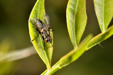 mosca doméstica o común (Musca domestica) con gotas del rocío sobre una hoja verde