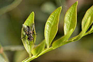 mosca doméstica o común (Musca domestica) con gotas del rocío sobre una hoja verde