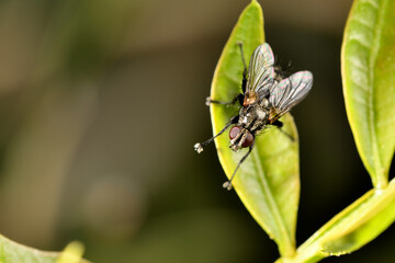 mosca doméstica o común (Musca domestica) con gotas del rocío sobre una hoja verde