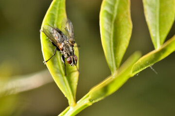 mosca doméstica o común (Musca domestica) con gotas del rocío sobre una hoja verde