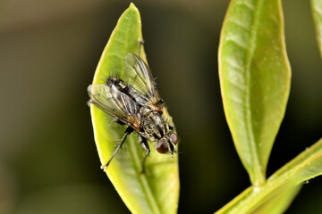mosca doméstica o común (Musca domestica) con gotas del rocío sobre una hoja verde