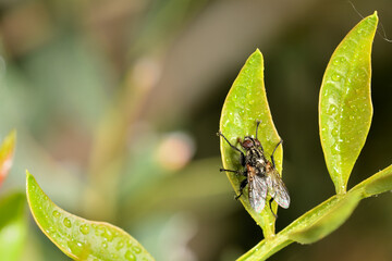 mosca doméstica o común (Musca domestica) con gotas del rocío sobre una hoja verde