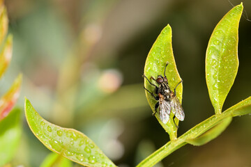 mosca doméstica o común (Musca domestica) con gotas del rocío sobre una hoja verde