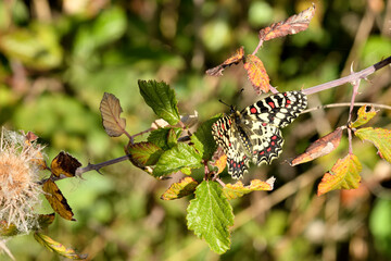mariposa alas de pájaro, arlequín (papilionidae) 