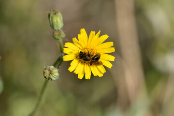 abeja en una flor de cerraja de cardo recolectando polen  