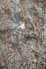 Tree trunk bark, background texture.