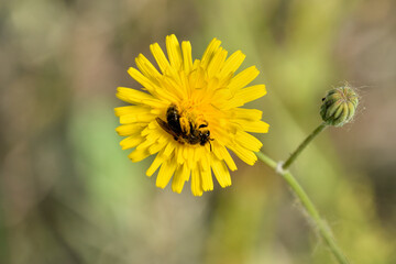 abeja en una flor de cerraja de cardo recolectando polen  