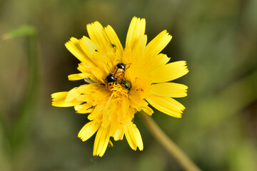 mariquitas apareándose en una flor (Coccinella septempunctata) 