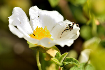 araña Napoleón o araña cangrejo sobre una flor blanca (synema globosum)