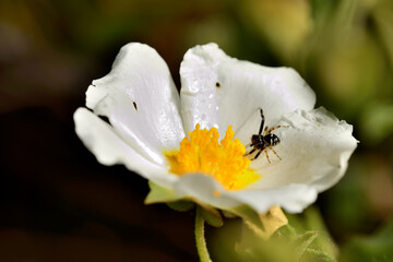 araña Napoleón o araña cangrejo sobre una flor blanca (synema globosum)