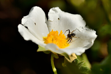 Fototapeta na wymiar araña Napoleón o araña cangrejo sobre una flor blanca (synema globosum)