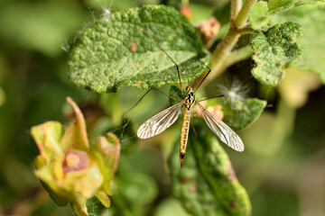 zancudo tigre oxidado o zancudo gigante o mosca grulla tigre (nephrotoma ferruginea)  