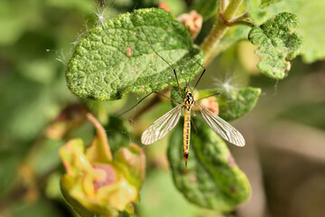 zancudo tigre oxidado o zancudo gigante o mosca grulla tigre (nephrotoma ferruginea)  