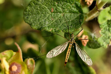 zancudo tigre oxidado o zancudo gigante o mosca grulla tigre (nephrotoma ferruginea)  