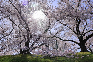 背割り堤の桜並木