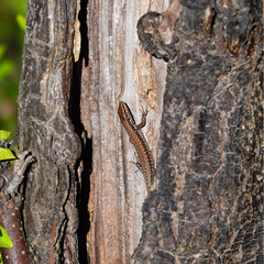 Eine braune Eidechse, zwischen aufgebrochener Rinde, an einem Baumstamm beim Sonnenbad