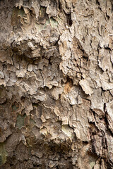 Tree trunk bark, background texture.