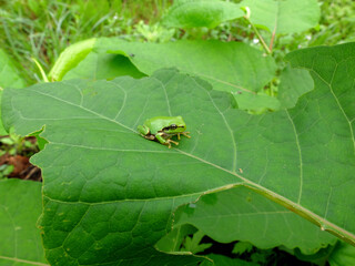 tree frog _アマガエル