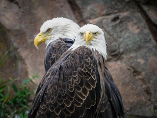 Close-up shot of Southern Bald Eagles (Haliaeetus leucocephalus)