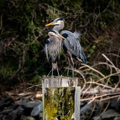 Great blue herons (Ardea herodias) standing on a mossy tree log