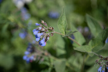 Bright wild flowers in the field of nature.