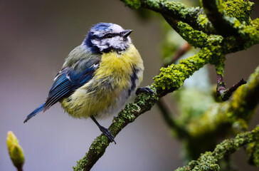 Fototapeta premium small sparrow on a branch