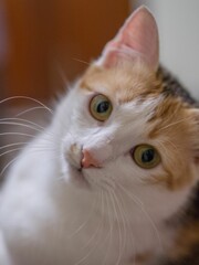 Curious cat portrait