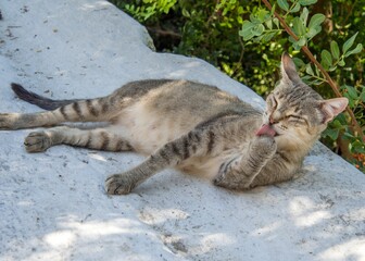 Obraz premium Closeup shot of a cute cat liking its paws while lying on the ground