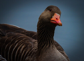 cute greylag goose in a closeup