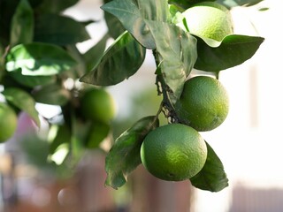 citrus fruits on tree