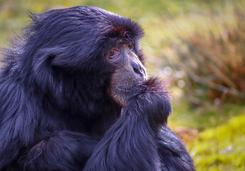 portrait of a thinking monkey