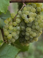 Closeup view of green grapes