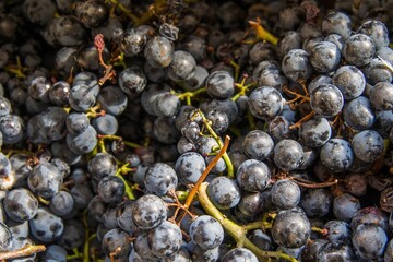 Closeup of round black grapes and vines with dust on