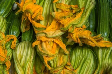Closeup shot of fresh Zucchini found growing on its vines in a garden