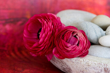 Colorful Ranunculus Flower Still Life - 590753094