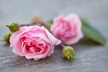 Close up Of Pink Roses On Wood - 590753446