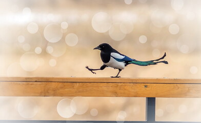 magpie bird dances and jumps on a wooden log