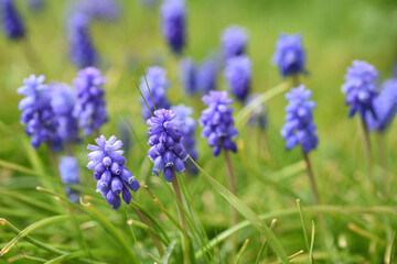 Spring background with blue flowers of grape hyacinth (muscari)